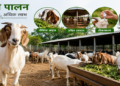 बकरी पालन: ग्रामीण अर्थव्यवस्था और किसानों की आय बढ़ाने का मजबूत माध्यम