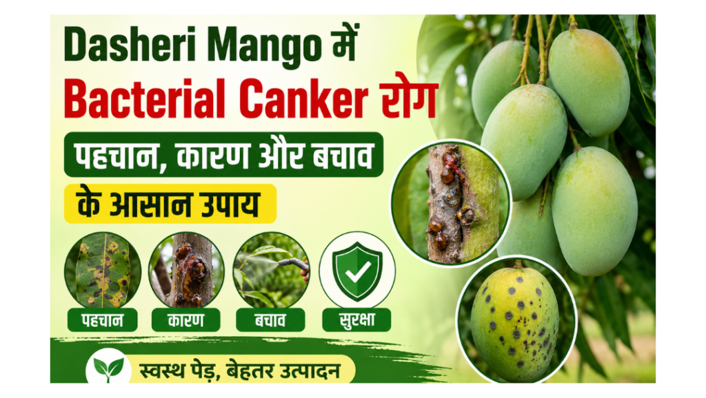 dasheri mango