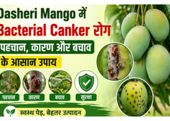dasheri mango