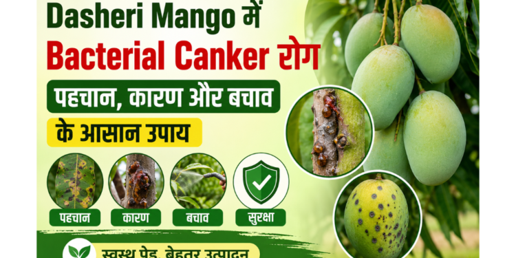 dasheri mango