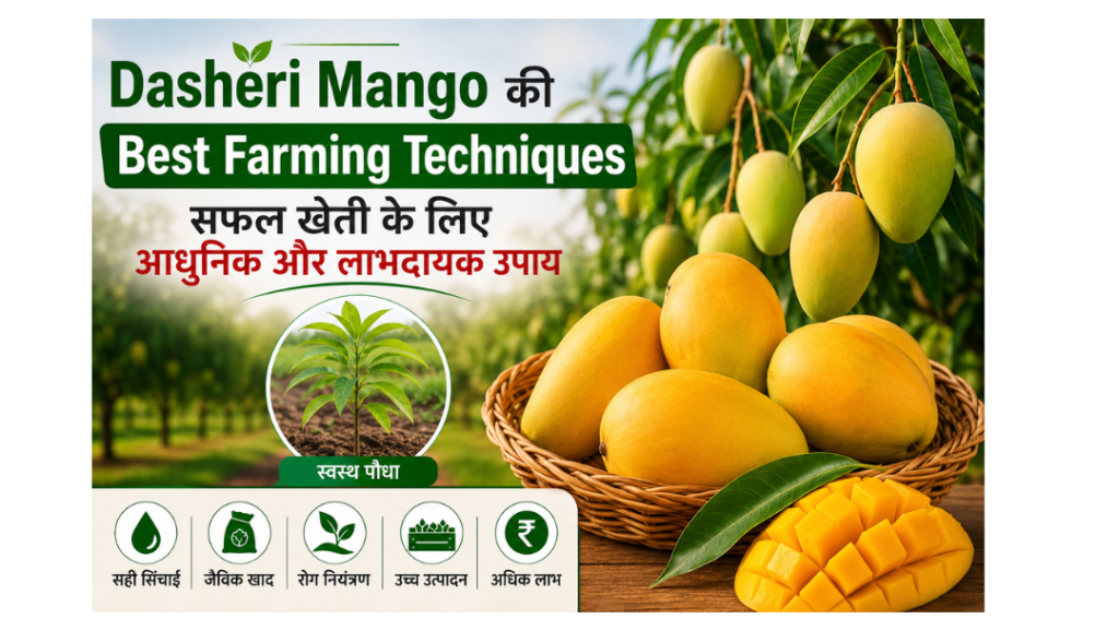 dasheri mango