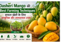dasheri mango
