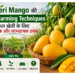 dasheri mango
