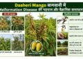 dasheri-mango