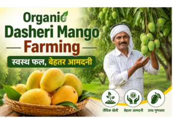 dasheri mango