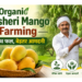 dasheri mango