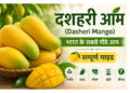 dasheri mango