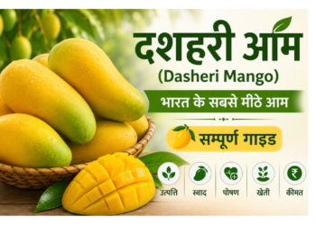 dasheri mango