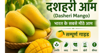 dasheri mango