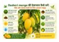 dasheri mango