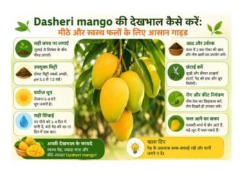 dasheri mango