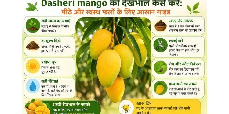 dasheri mango