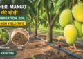 Dasheri Mango की खेती Drip Irrigation, Soil और High Yield Tips
