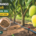Dasheri Mango की खेती Drip Irrigation, Soil और High Yield Tips