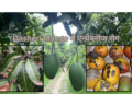 Dasheri Mango