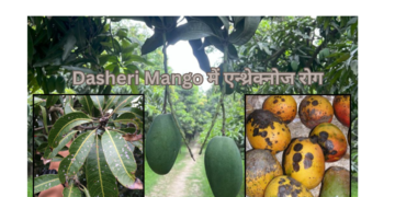 Dasheri Mango