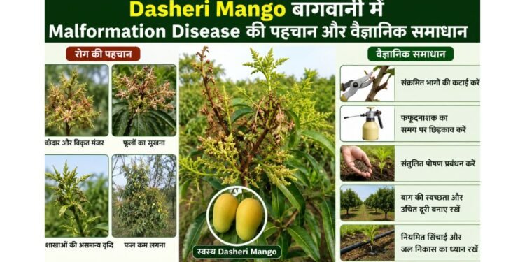 dasheri-mango