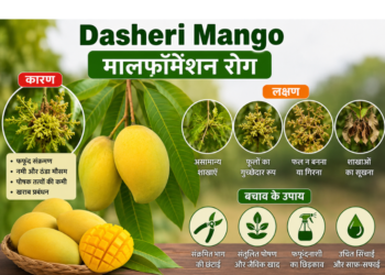 dasheri mango