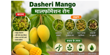 dasheri mango