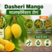 dasheri mango