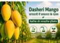 dasheri mango
