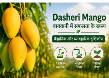 dasheri mango