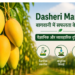 dasheri mango