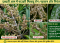 dasheri-mango-powdery-mildew