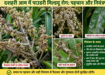 dasheri-mango-powdery-mildew