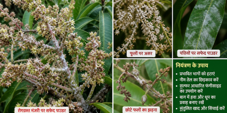 dasheri-mango-powdery-mildew