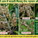 dasheri-mango-powdery-mildew