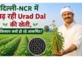 दिल्ली-NCR में Urad Dal की खेती से बढ़ रहा मुनाफा