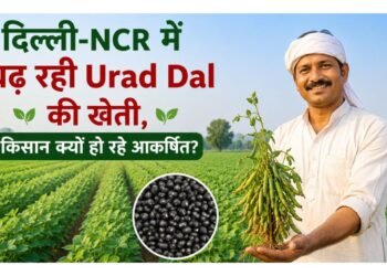 दिल्ली-NCR में Urad Dal की खेती से बढ़ रहा मुनाफा