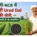 दिल्ली-NCR में Urad Dal की खेती से बढ़ रहा मुनाफा