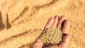 यूपी में गेहूं खरीद तेज, किसानों को ₹1,318 करोड़ भुगतान