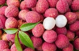 बिहार में लीची फसल बचाने के लिए विशेषज्ञ टीम गठित