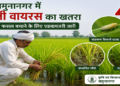 यमुनानगर में फिजी वायरस का खतरा बढ़ा, धान की फसल बचाने के लिए कृषि विभाग ने जारी की एडवायजरी