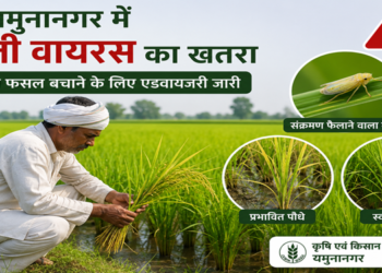 यमुनानगर में फिजी वायरस का खतरा बढ़ा, धान की फसल बचाने के लिए कृषि विभाग ने जारी की एडवायजरी