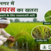 यमुनानगर में फिजी वायरस का खतरा बढ़ा, धान की फसल बचाने के लिए कृषि विभाग ने जारी की एडवायजरी