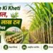 Ganne Ki Kheti में उछाल, 500 लाख टन उत्पादन संभव