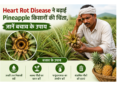 heart-rot-disease-in-pineapple