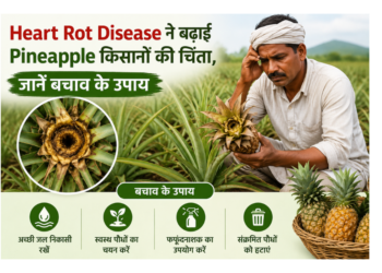 heart-rot-disease-in-pineapple