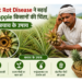 heart-rot-disease-in-pineapple