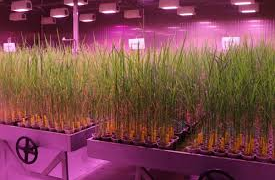 SpeedBreeding: 2 साल में तैयार होंगी धान की नई किस्में! हैदराबाद में शुरू हुई देश की सबसे बड़ी ‘स्पीड ब्रीडिंग’ सुविधा