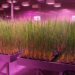 SpeedBreeding: 2 साल में तैयार होंगी धान की नई किस्में! हैदराबाद में शुरू हुई देश की सबसे बड़ी ‘स्पीड ब्रीडिंग’ सुविधा