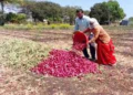 प्याज़ की कीमतों ने तोड़ी किसानों की कमर! महाराष्ट्र में ‘आर्थिक तबाही’ के कगार पर पहुंचे उत्पादक
