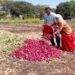 प्याज़ की कीमतों ने तोड़ी किसानों की कमर! महाराष्ट्र में ‘आर्थिक तबाही’ के कगार पर पहुंचे उत्पादक