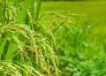 RiceResearch: 2 साल में तैयार होंगी धान की नई किस्में! हैदराबाद में शुरू हुई देश की सबसे आधुनिक ‘स्पीड ब्रीडिंग’ सुविधा