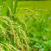 RiceResearch: 2 साल में तैयार होंगी धान की नई किस्में! हैदराबाद में शुरू हुई देश की सबसे आधुनिक ‘स्पीड ब्रीडिंग’ सुविधा