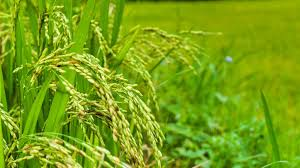 RiceResearch: 2 साल में तैयार होंगी धान की नई किस्में! हैदराबाद में शुरू हुई देश की सबसे आधुनिक ‘स्पीड ब्रीडिंग’ सुविधा